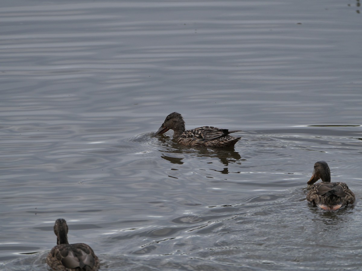 Canard souchet - ML620138009