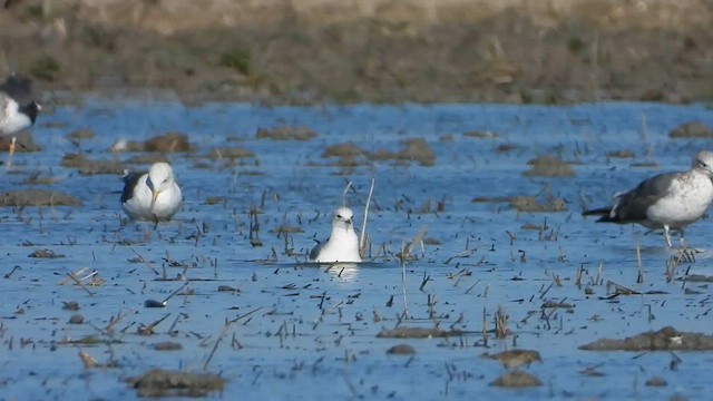 Common Gull - ML620138011