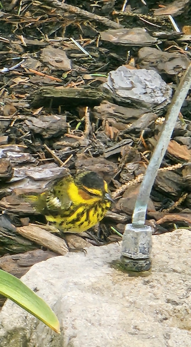 Cape May Warbler - ML620138013