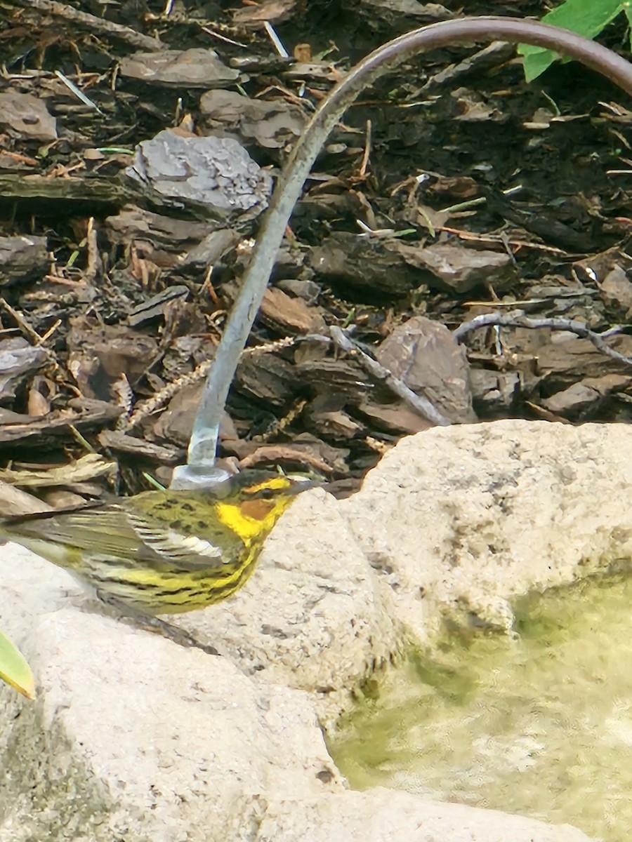 Cape May Warbler - ML620138015