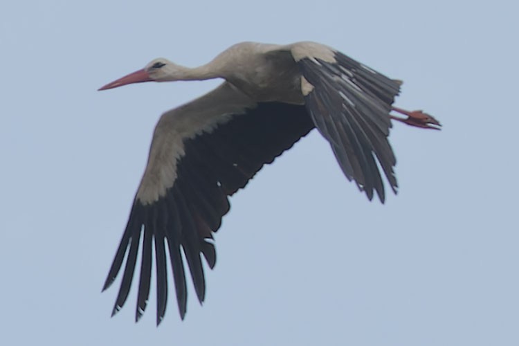 White Stork - ML620138016