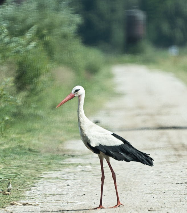 White Stork - ML620138017