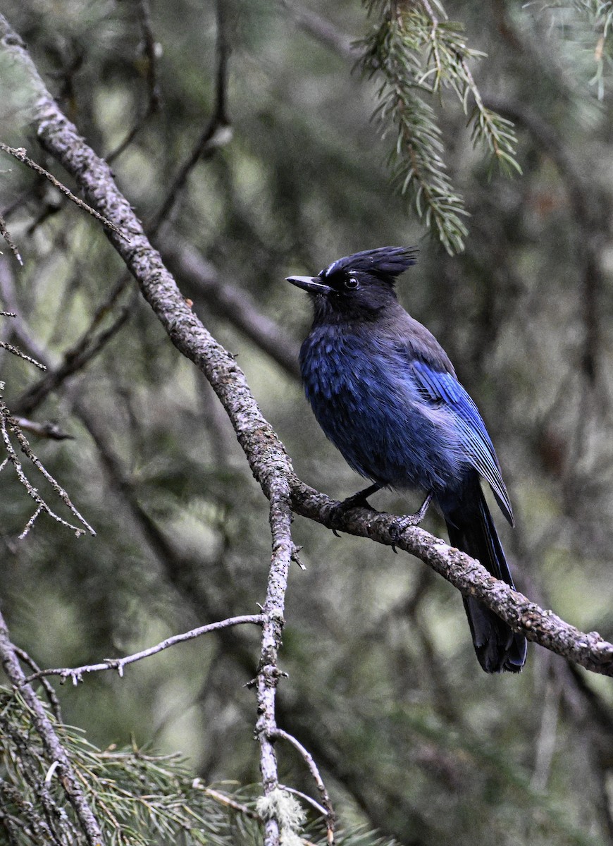 Steller's Jay (Northwest Interior) - Patrick Maurice