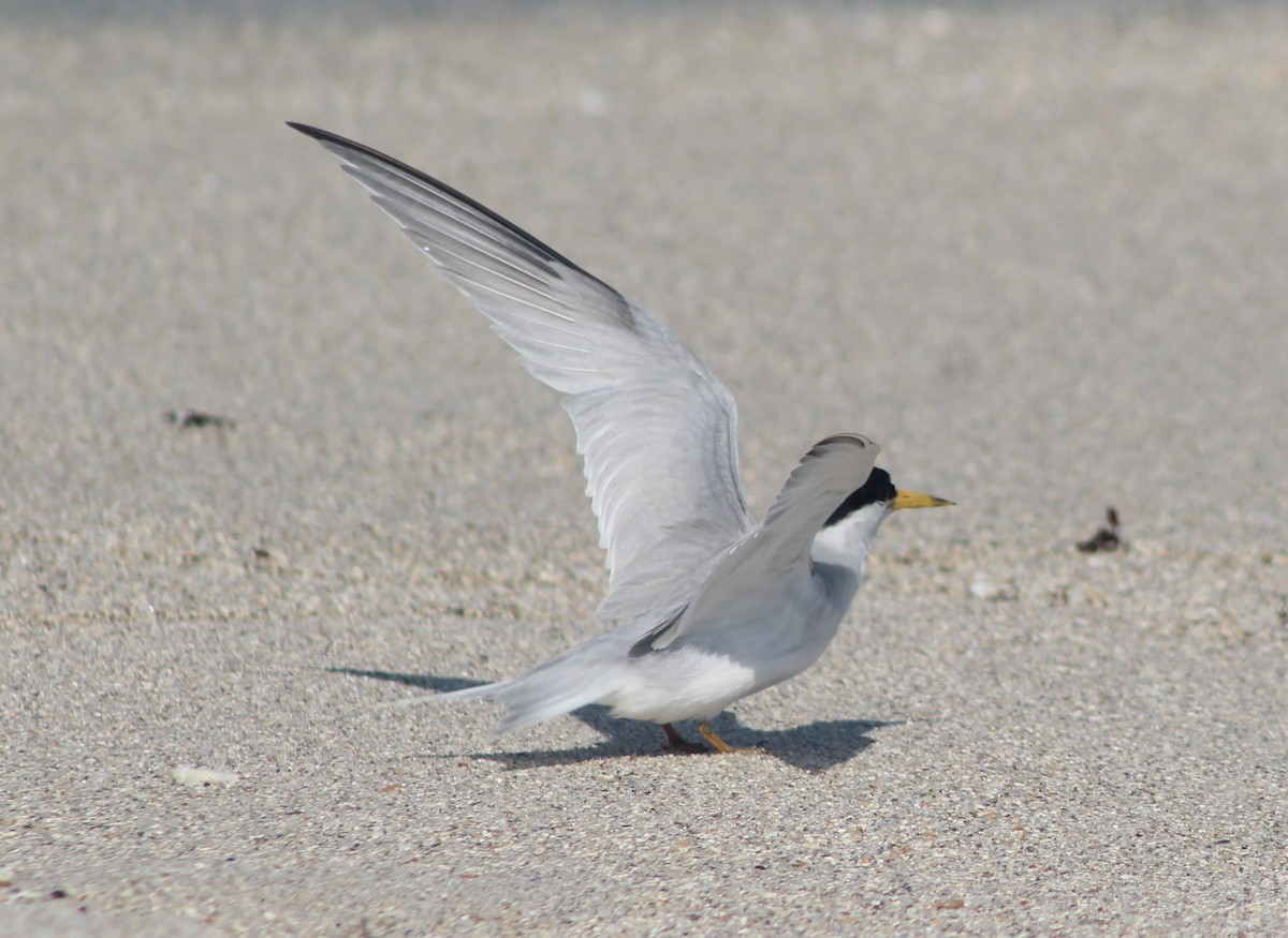 Least Tern - ML620138022