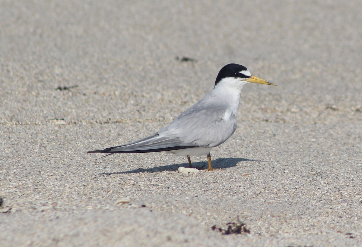 Least Tern - ML620138025