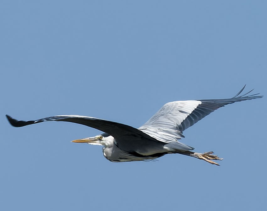 Gray Heron - ML620138026