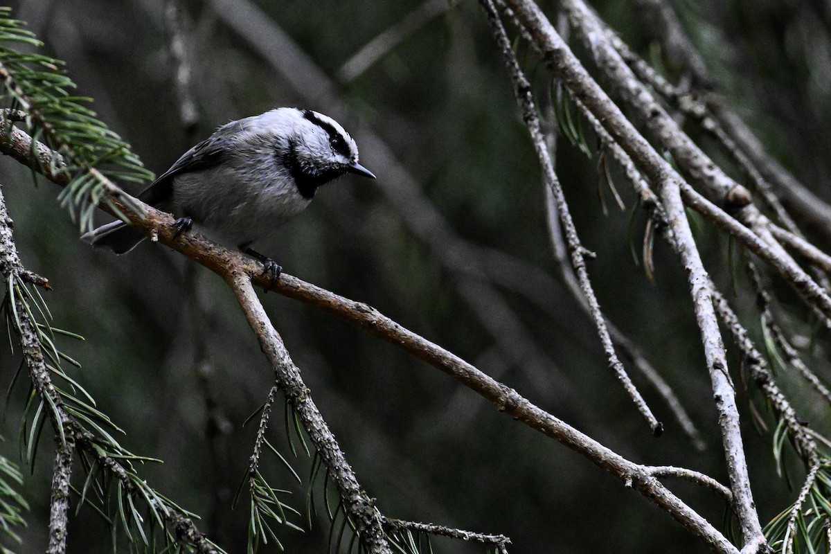 Mountain Chickadee - Patrick Maurice