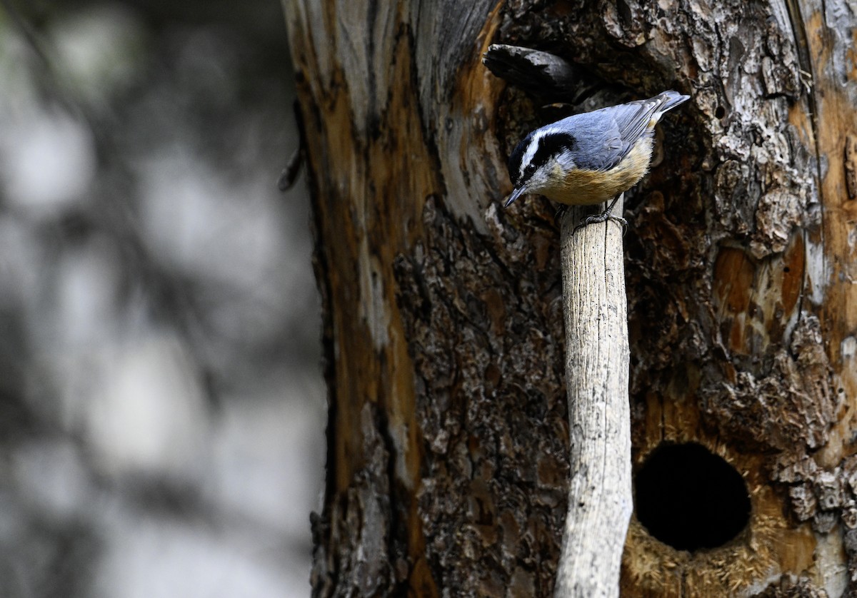 Red-breasted Nuthatch - ML620138029