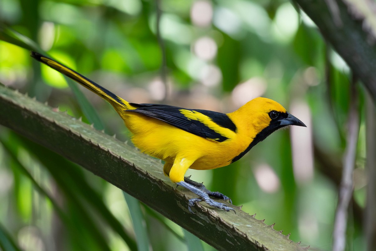 Yellow-tailed Oriole - ML620138032
