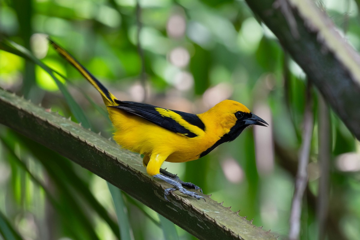 Yellow-tailed Oriole - ML620138034