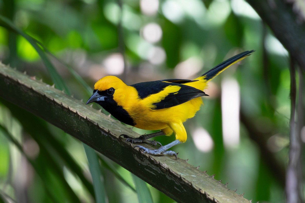 Yellow-tailed Oriole - ML620138035