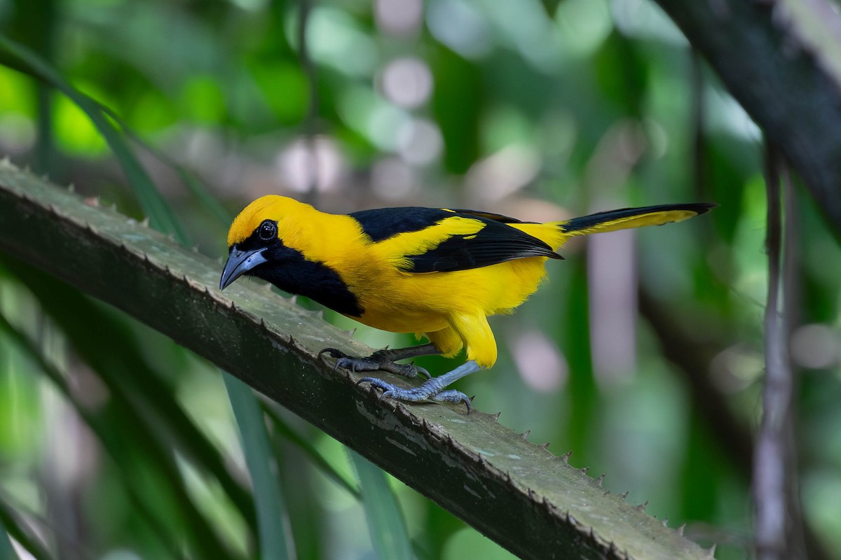 Yellow-tailed Oriole - ML620138037