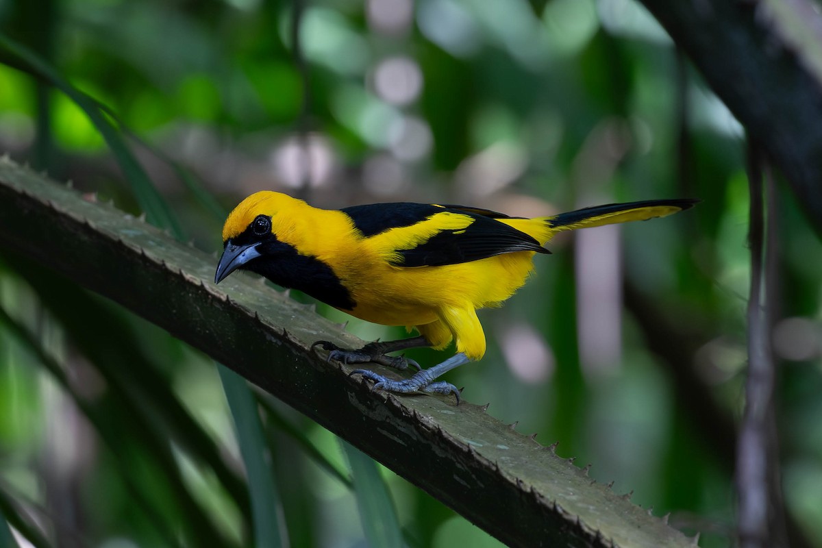 Yellow-tailed Oriole - ML620138040