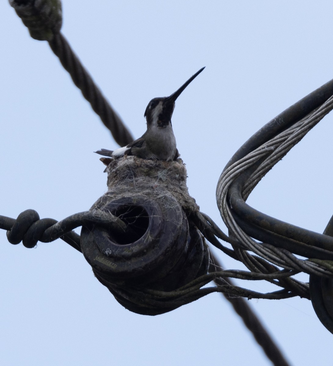 Long-billed Starthroat - ML620138042