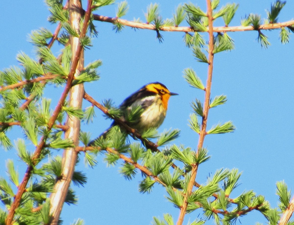 Blackburnian Warbler - ML620138044