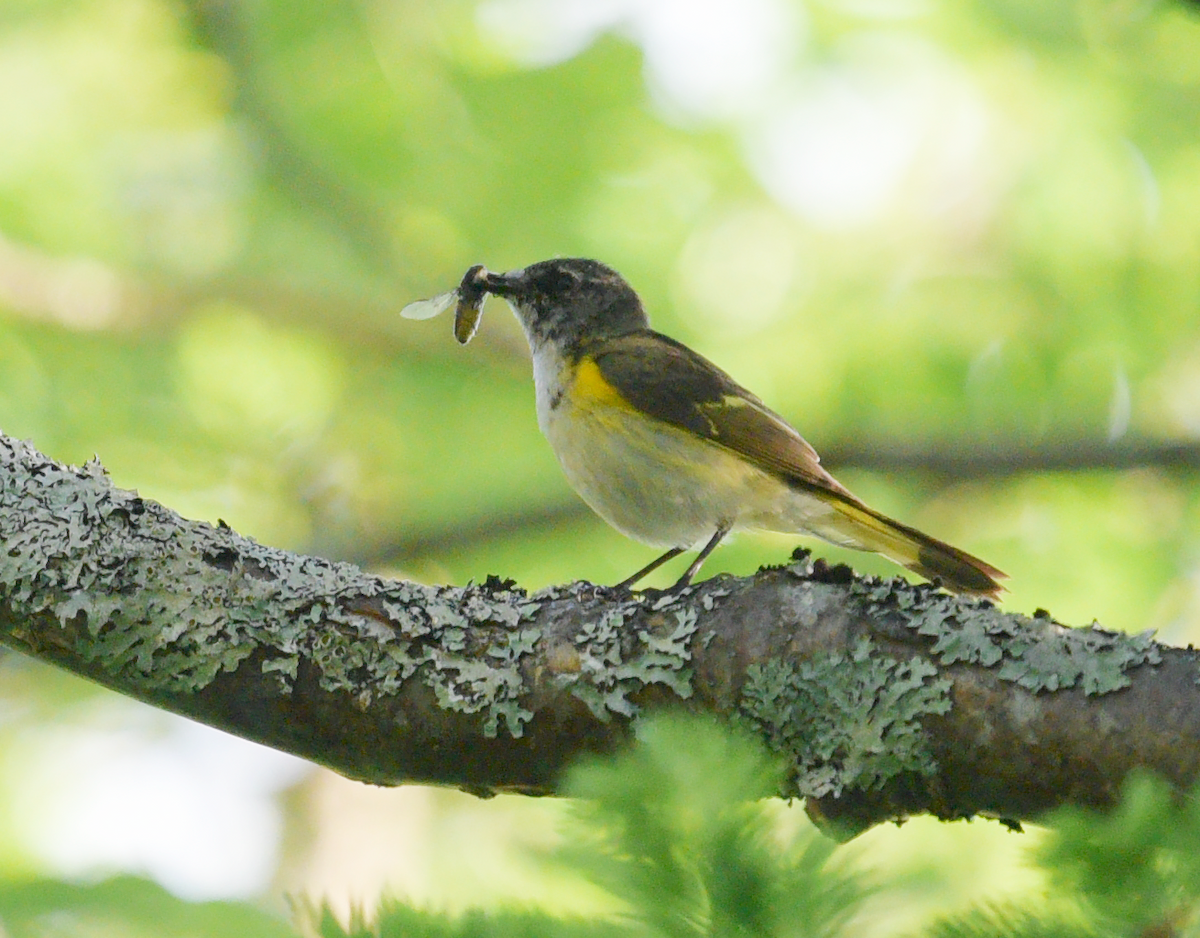 American Redstart - ML620138051