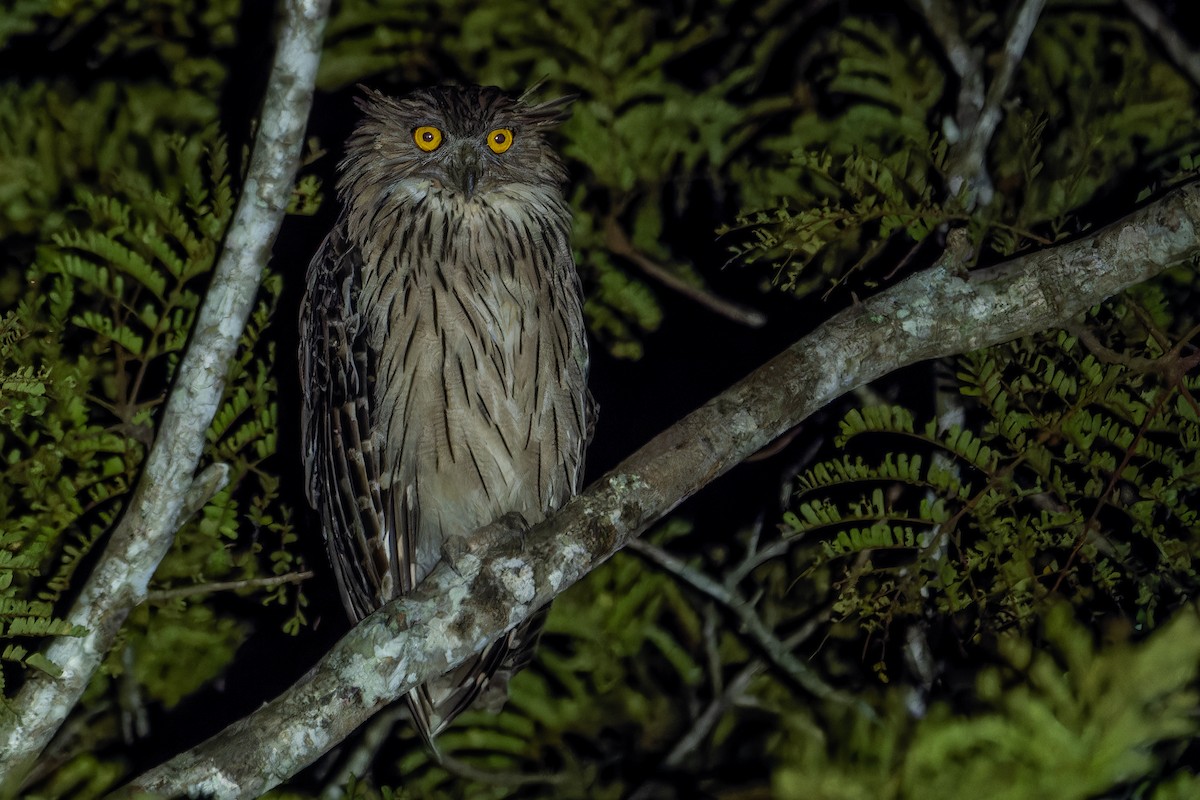 Brown Fish-Owl (Eastern) - ML620138078