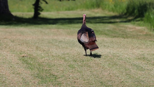 Wild Turkey - ML620138079