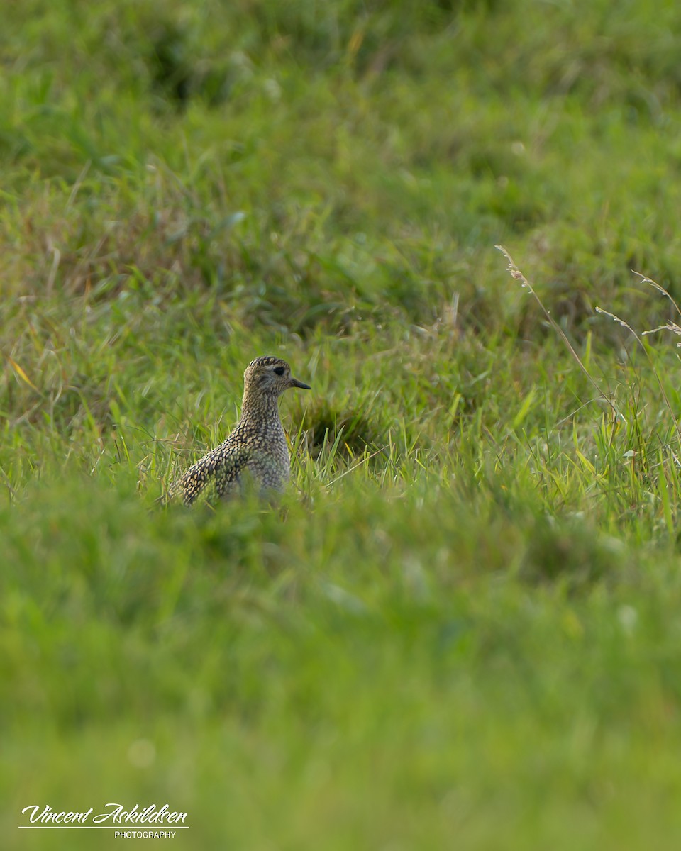 European Golden-Plover - ML620138088