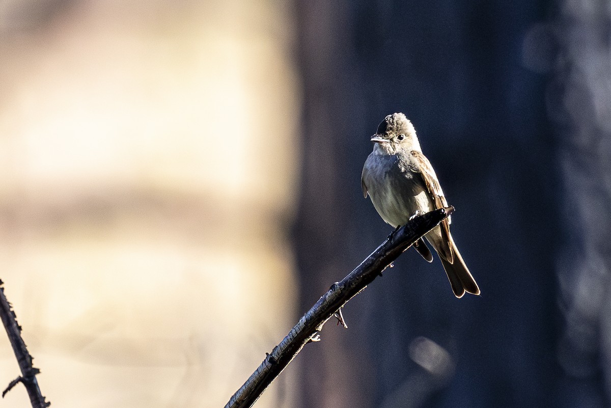 Western Wood-Pewee - ML620138091