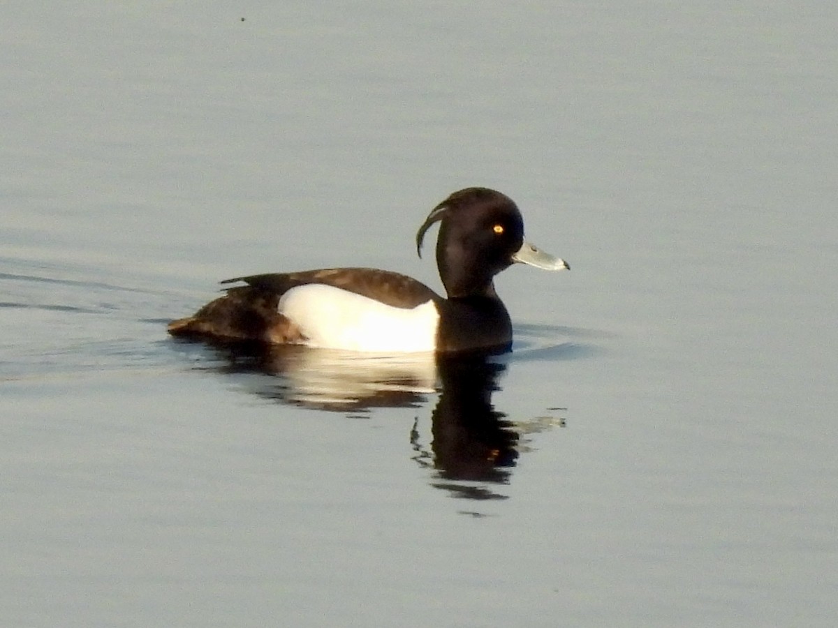 Tufted Duck - ML620138096