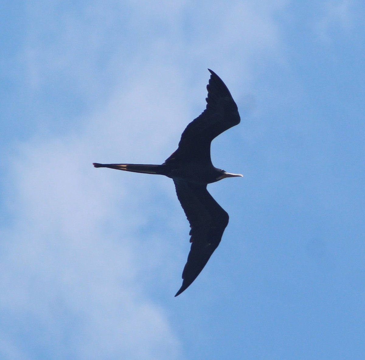 Magnificent Frigatebird - ML620138097