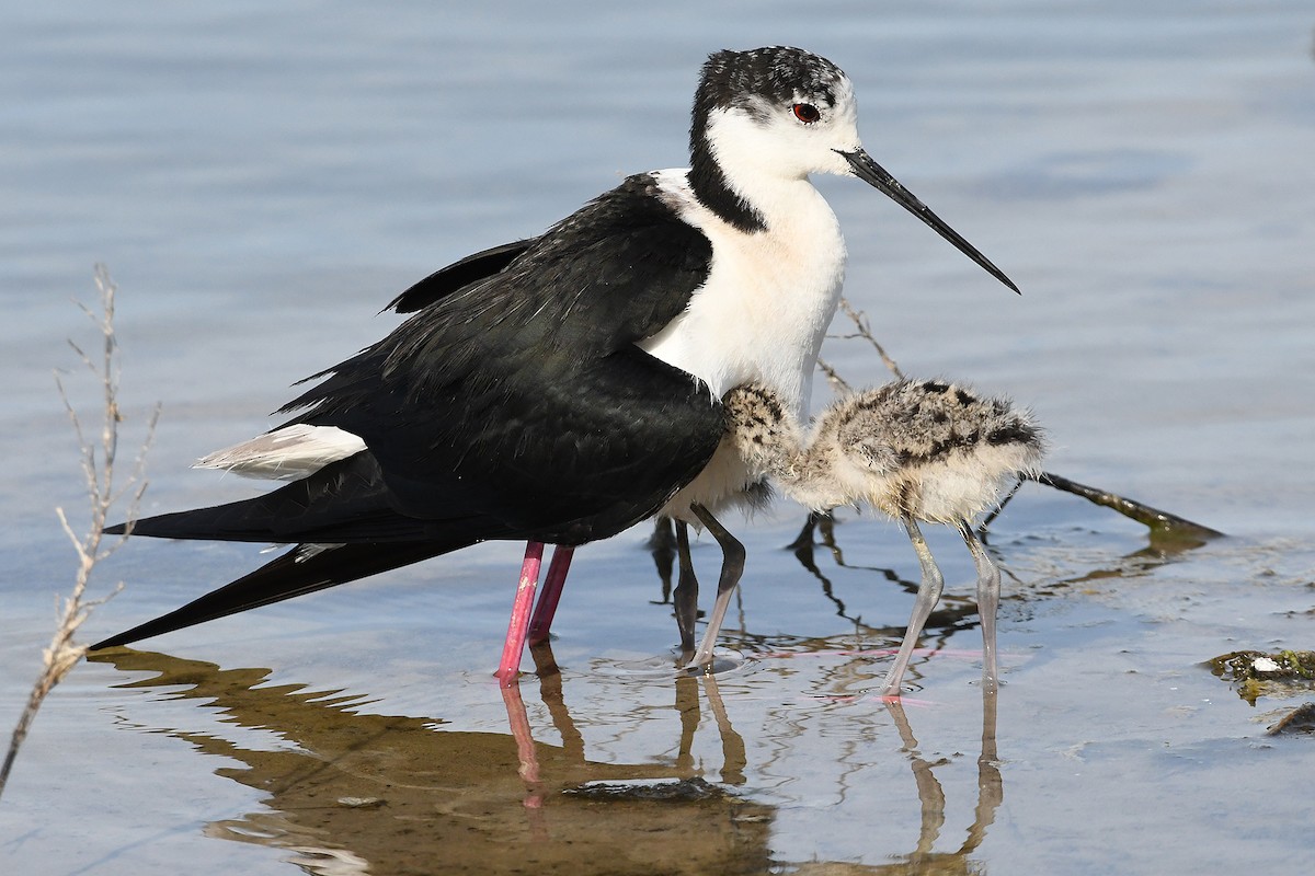 Black-winged Stilt - ML620138100