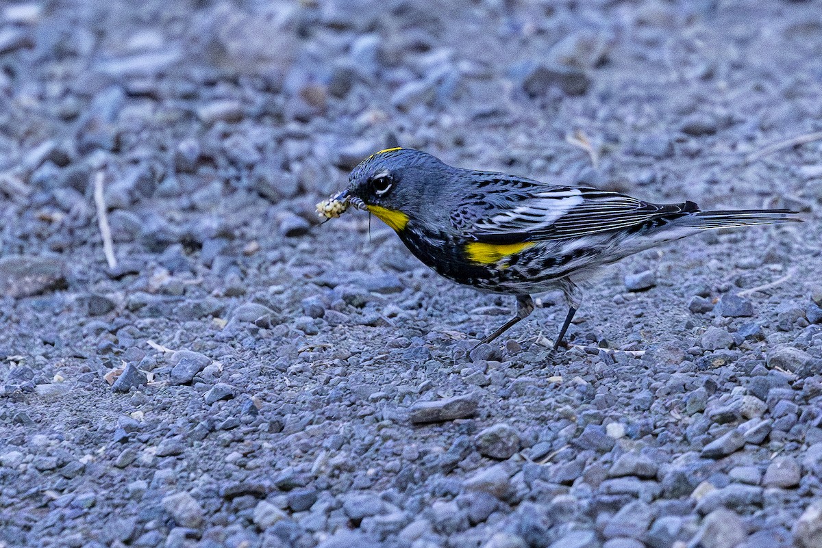 Yellow-rumped Warbler - ML620138101