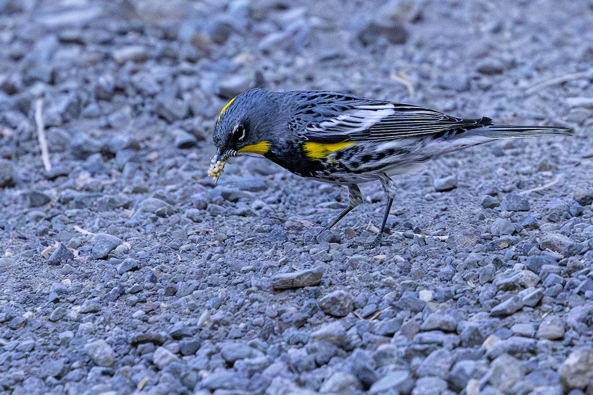 Yellow-rumped Warbler - ML620138102