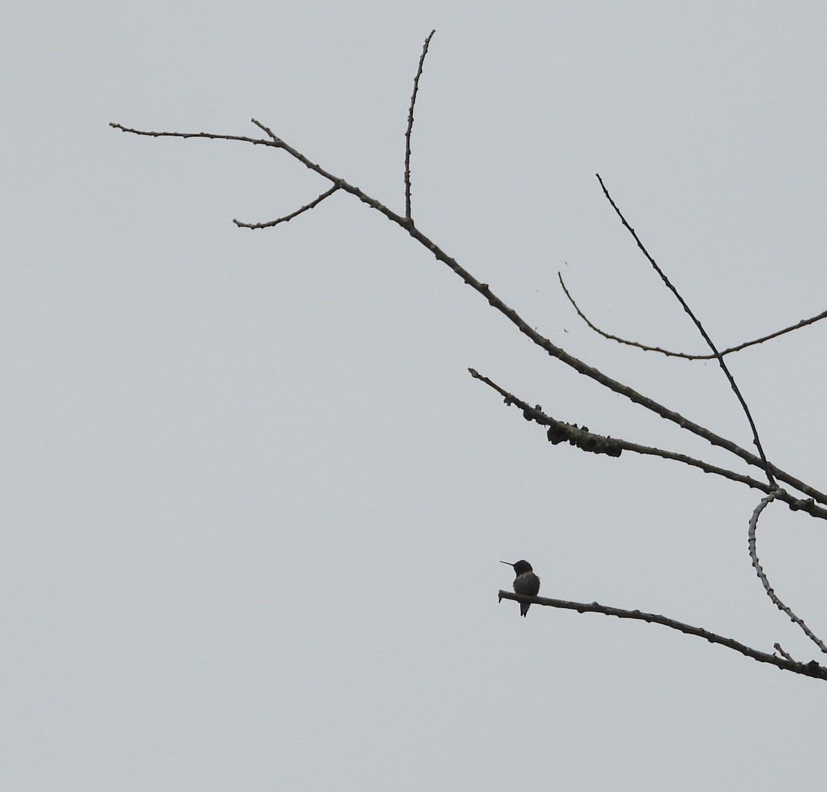 Colibri à gorge rubis - ML620138106