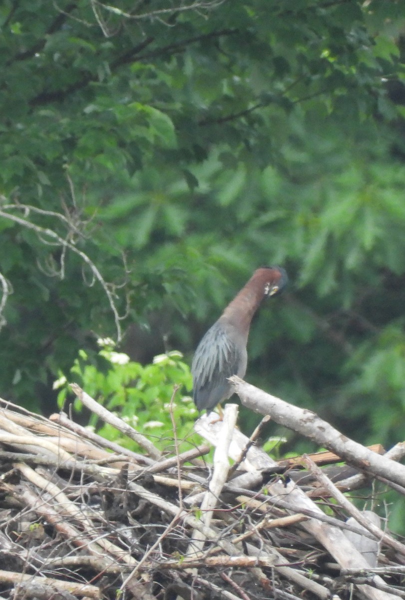 Green Heron - ML620138123