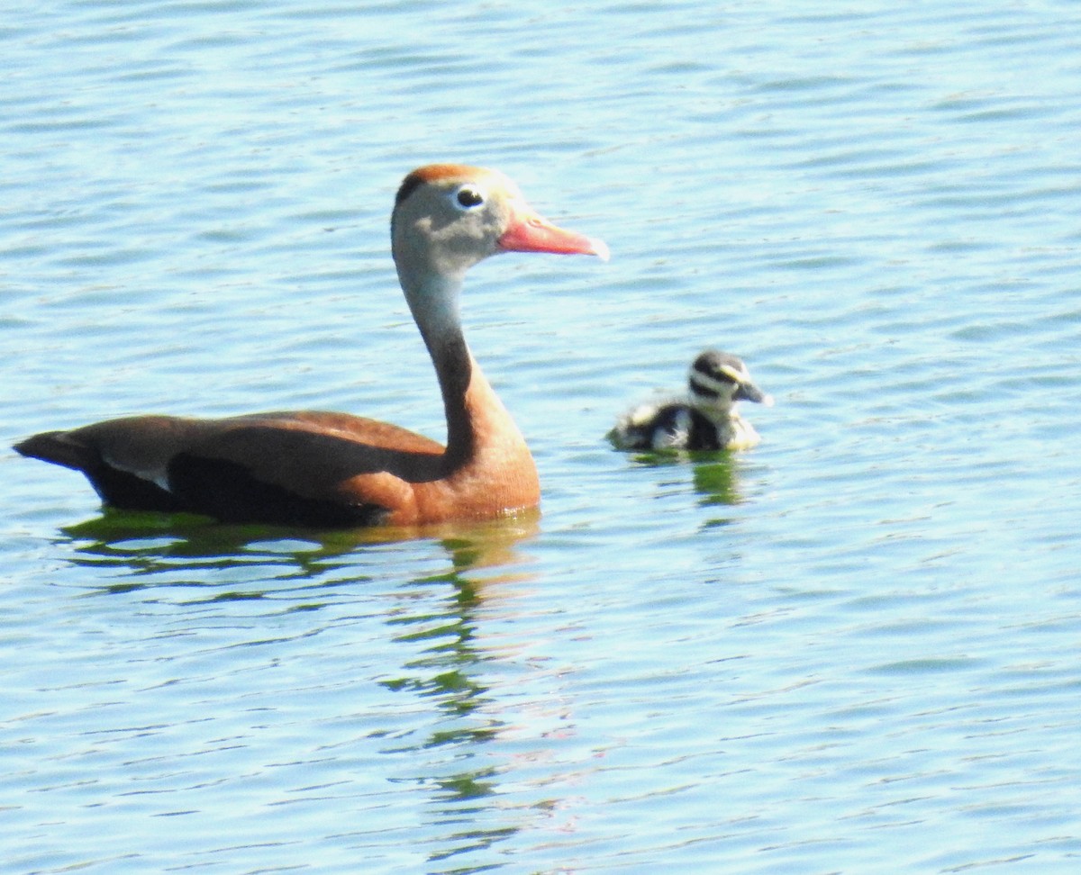 Dendrocygne à ventre noir - ML620138133