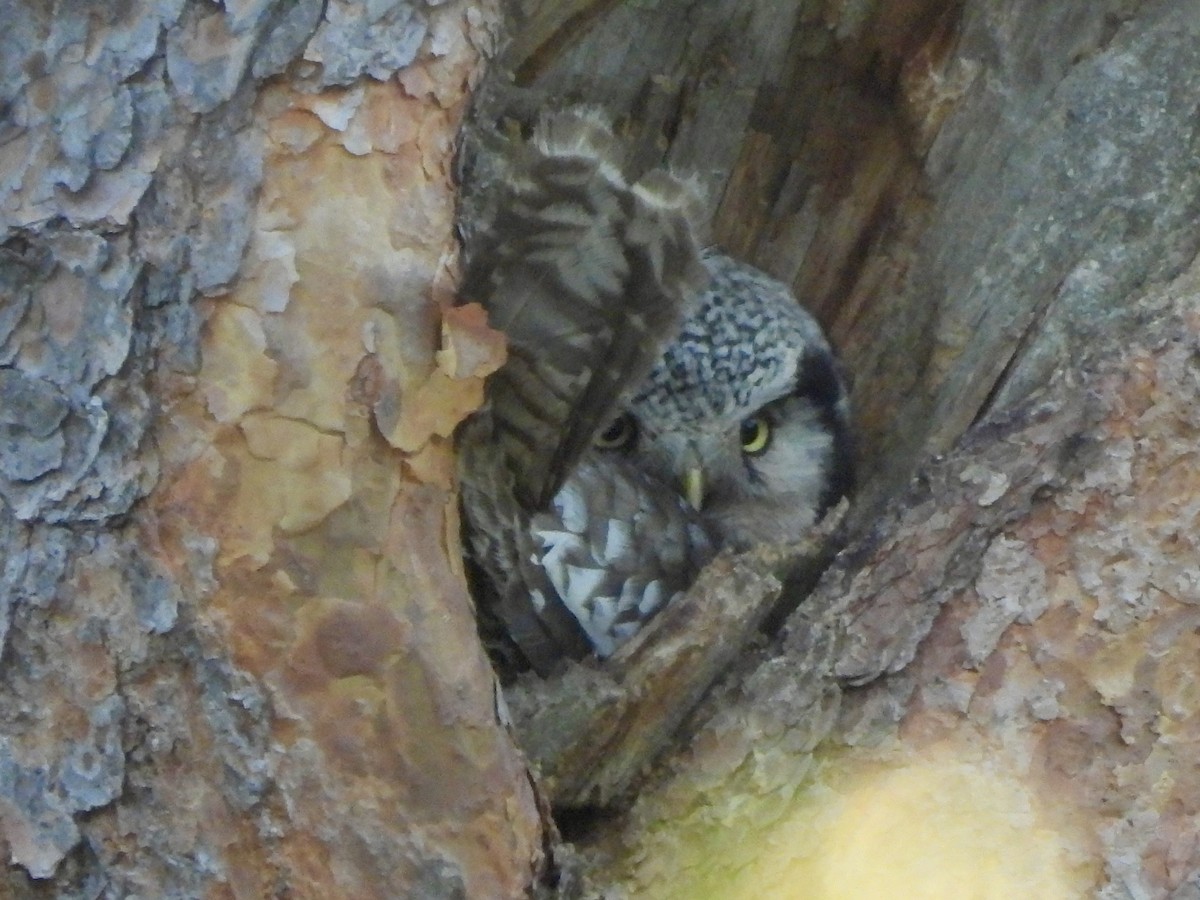 Northern Hawk Owl - ML620138136
