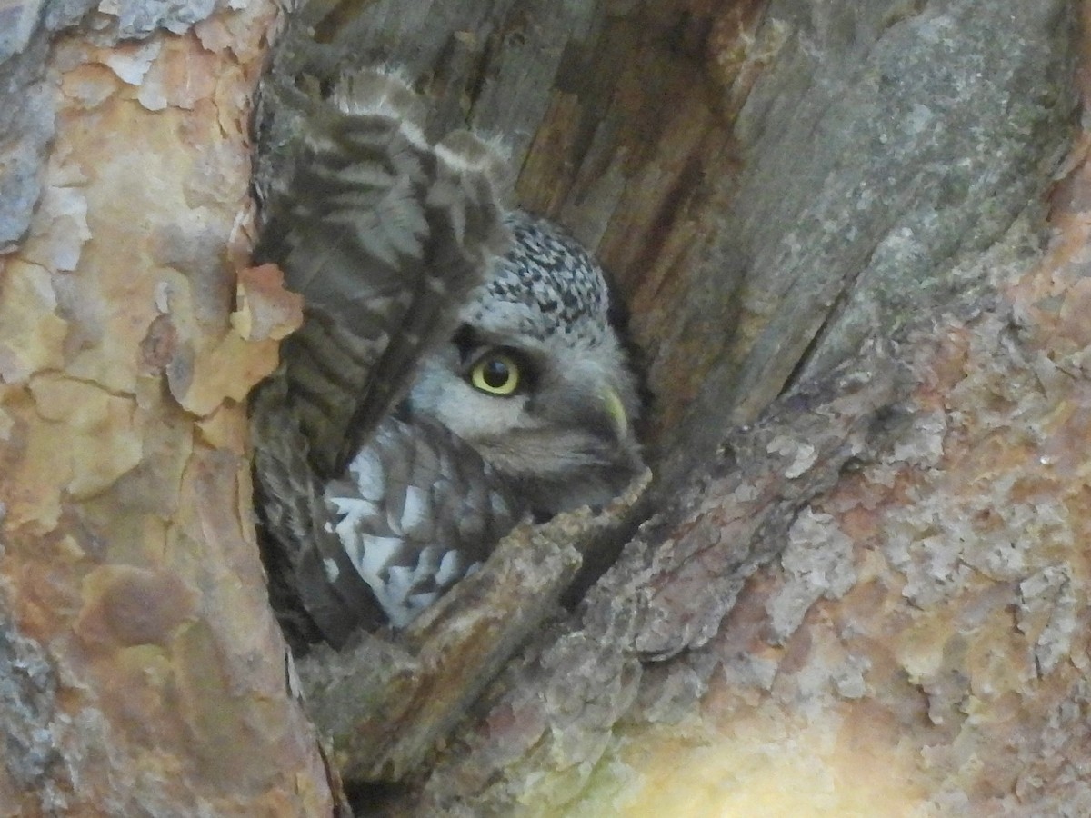 Northern Hawk Owl - ML620138137