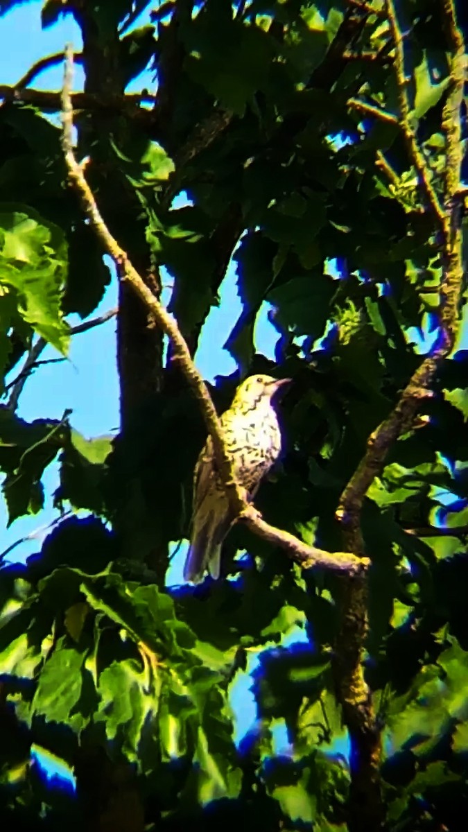 Mistle Thrush - ML620138138