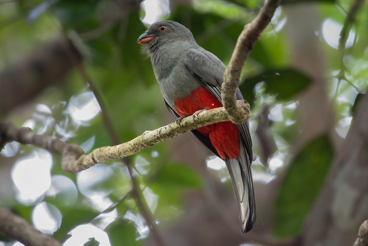 Slaty-tailed Trogon (Massena) - ML620138154