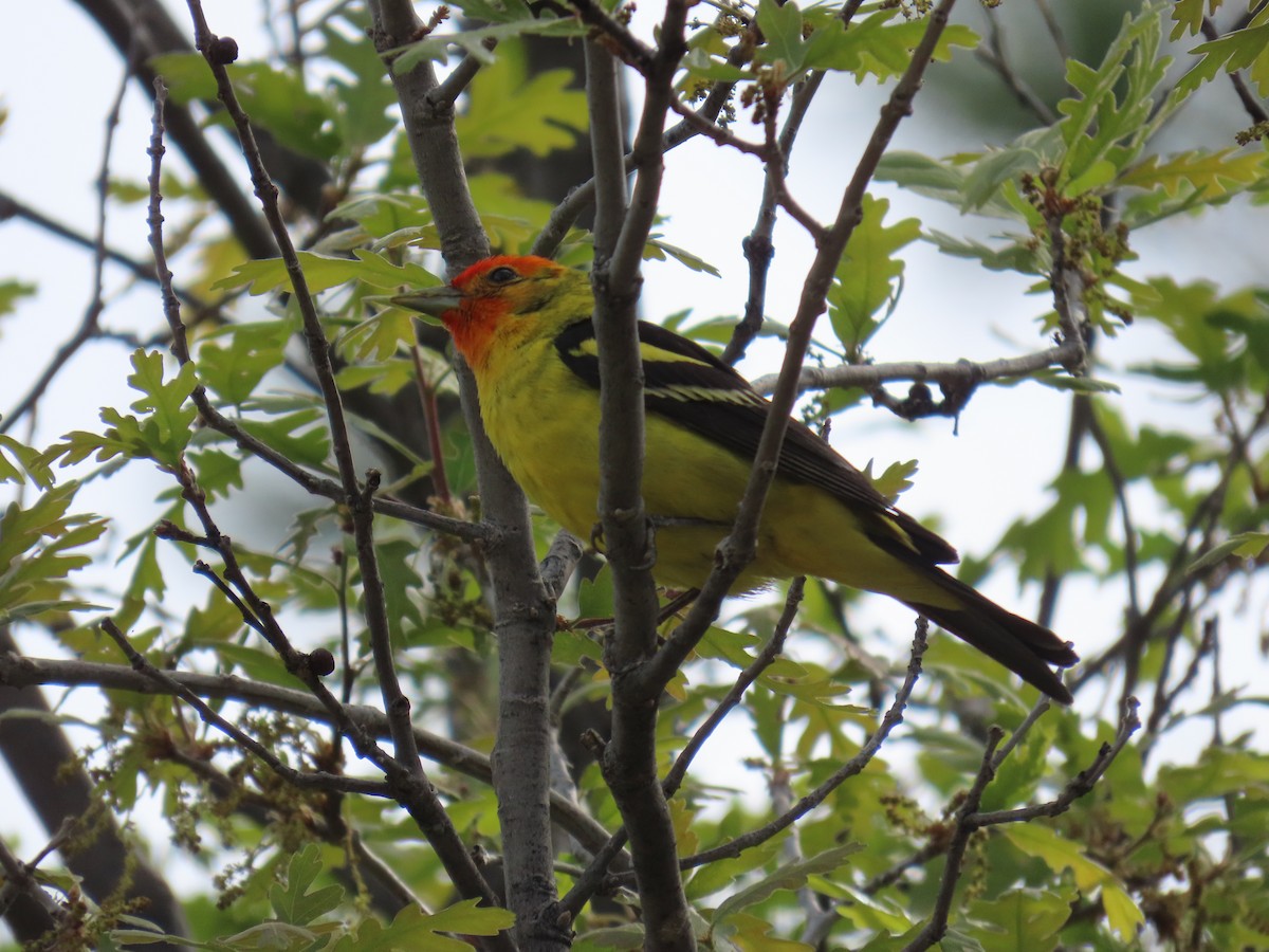 Piranga Carirroja - ML620138156