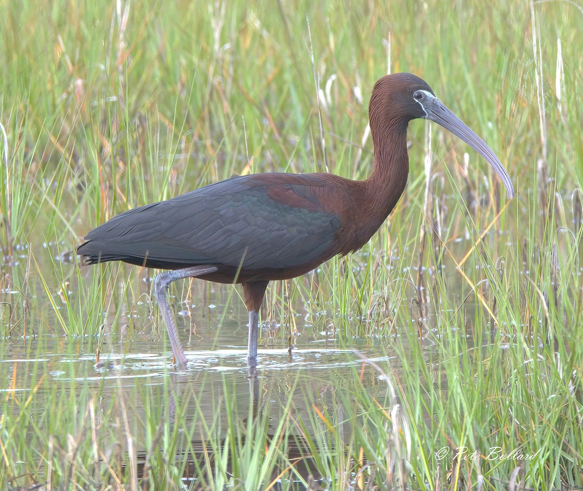 ibis hnědý - ML620138158