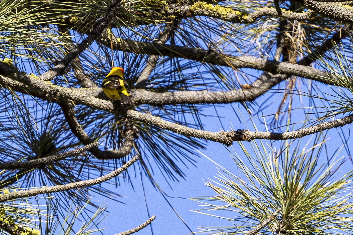 Western Tanager - ML620138175