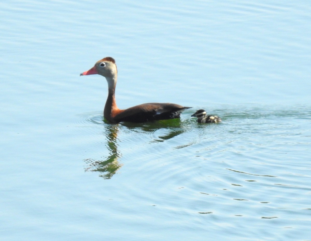 Black-bellied Whistling-Duck - ML620138177