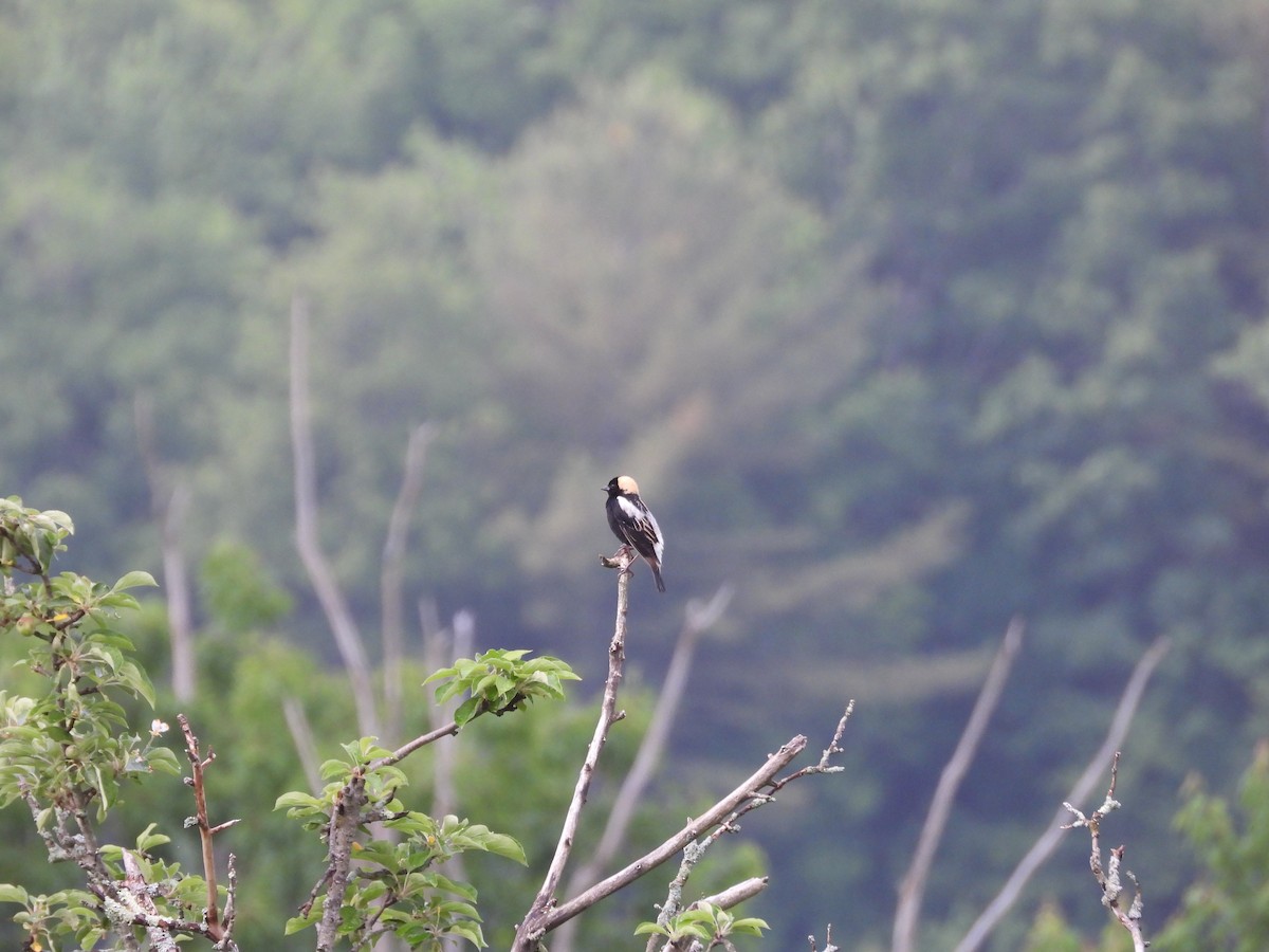 Bobolink - ML620138183