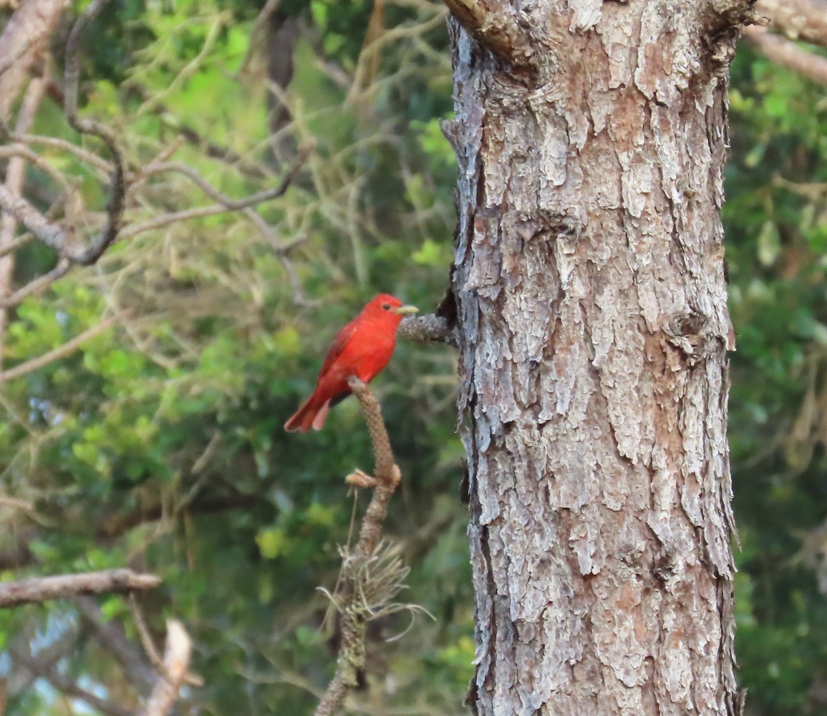 Piranga Roja - ML620138187