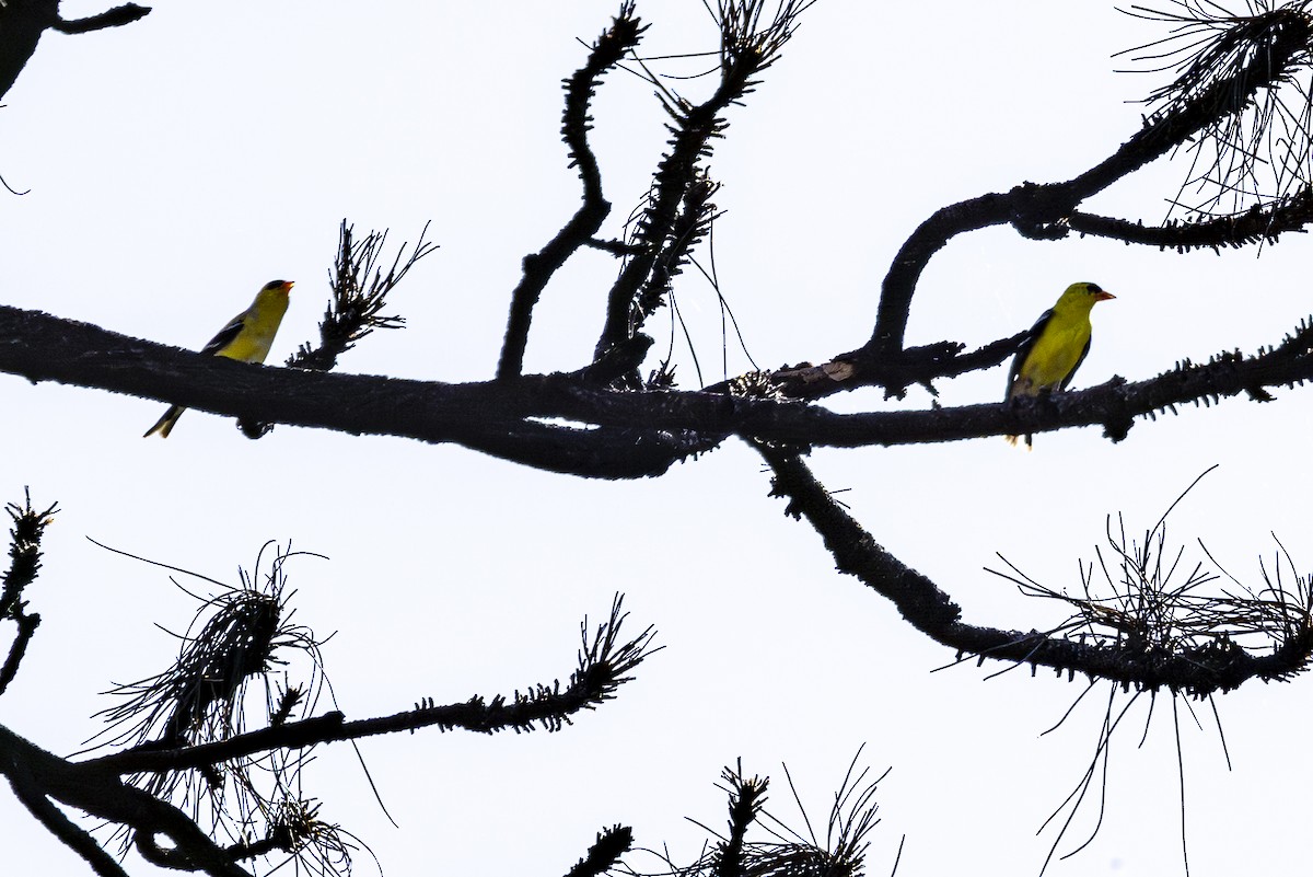 Western Tanager - ML620138188