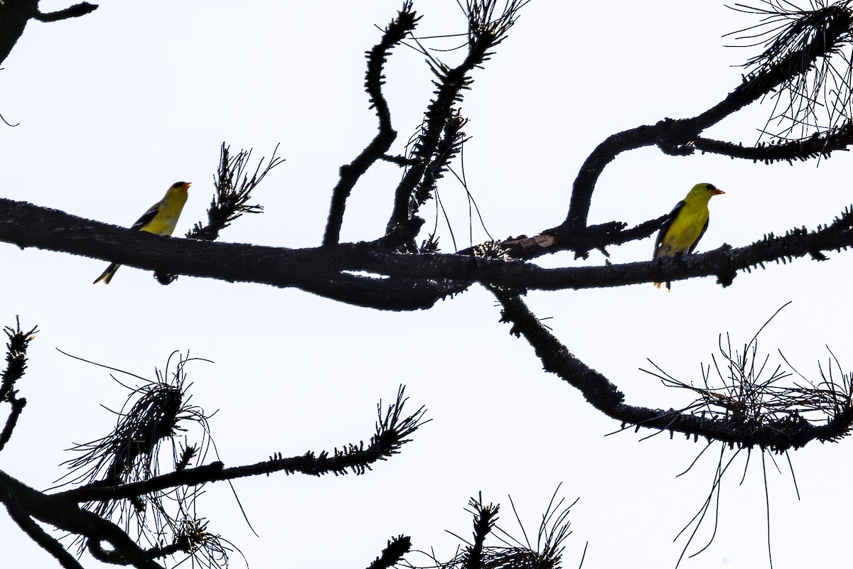 Piranga Carirroja - ML620138188