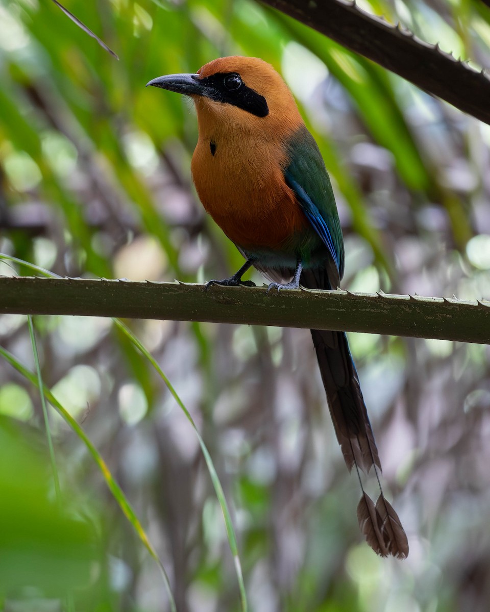 Rufous Motmot - ML620138191