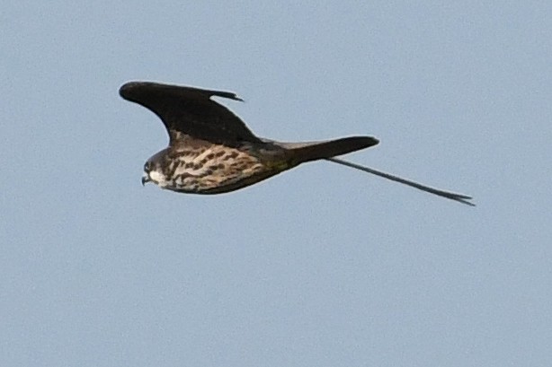 Eleonora's Falcon - ML620138202