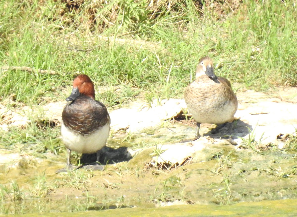 Redhead - ML620138203