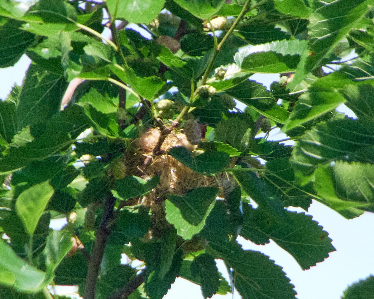 Orchard Oriole - ML620138205