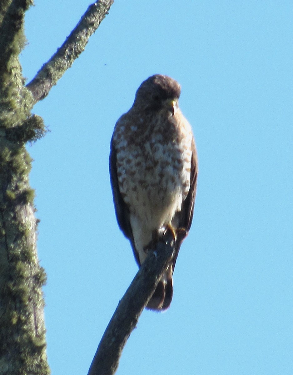 Broad-winged Hawk - ML620138213