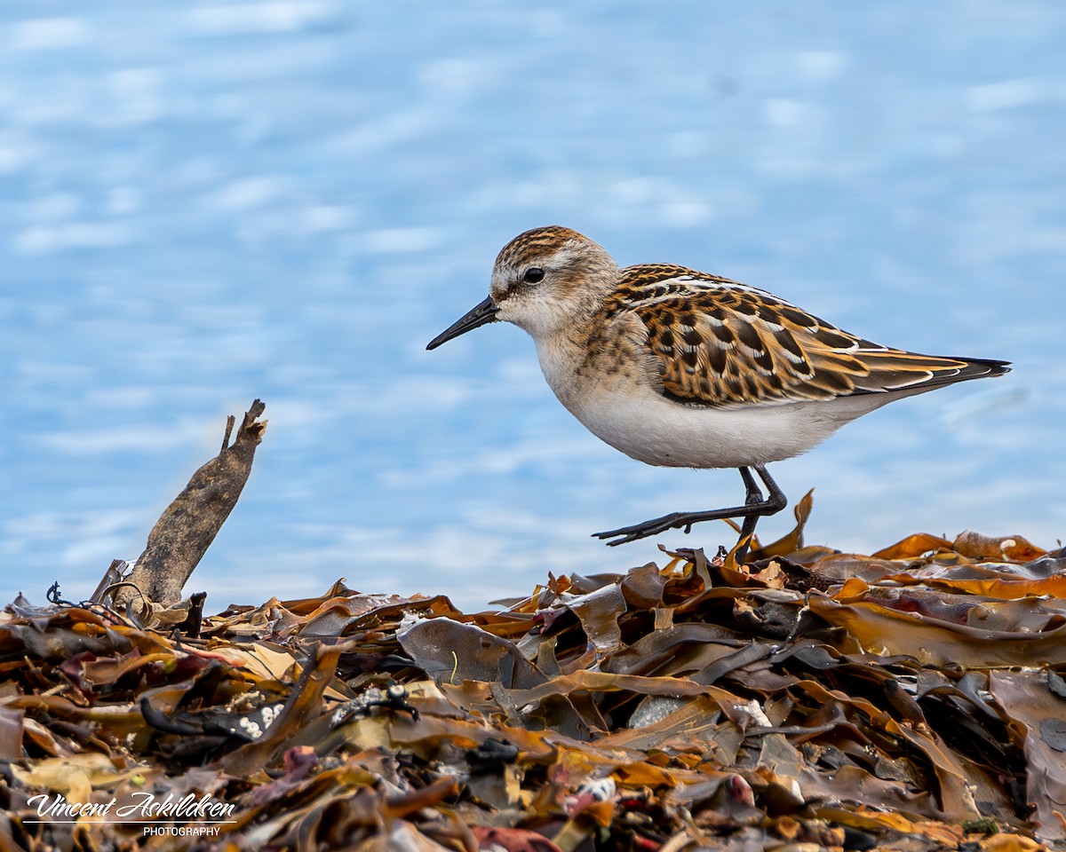 Little Stint - ML620138214